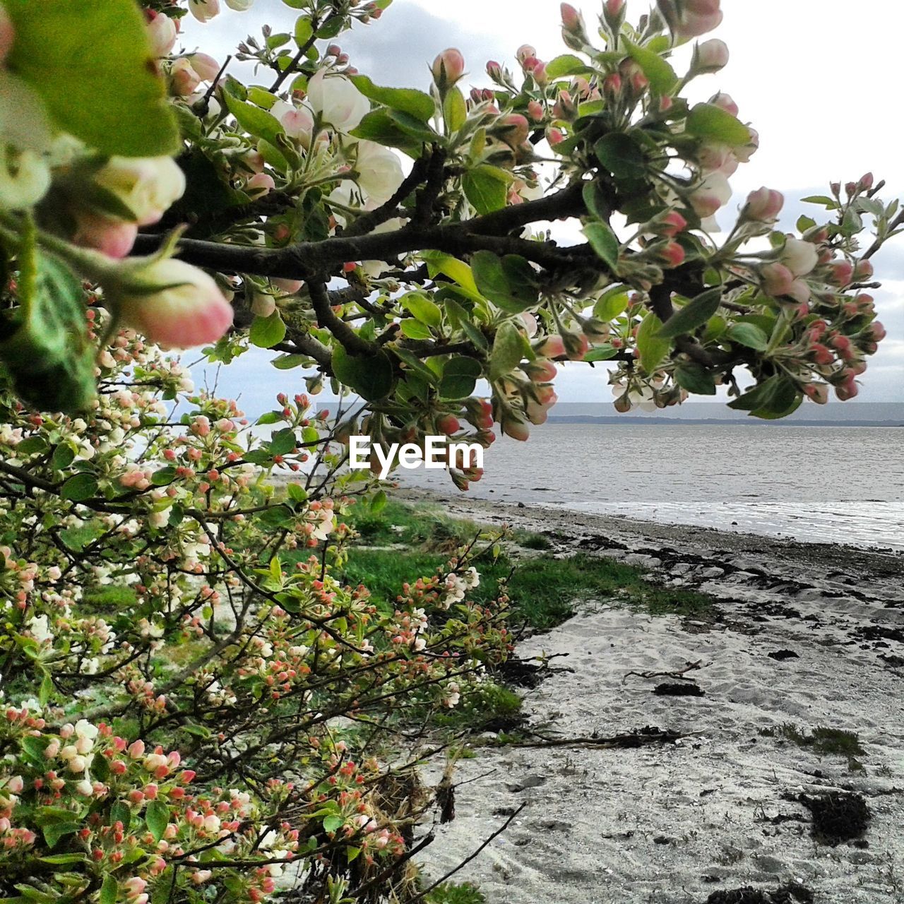 PLANTS GROWING ON TREE