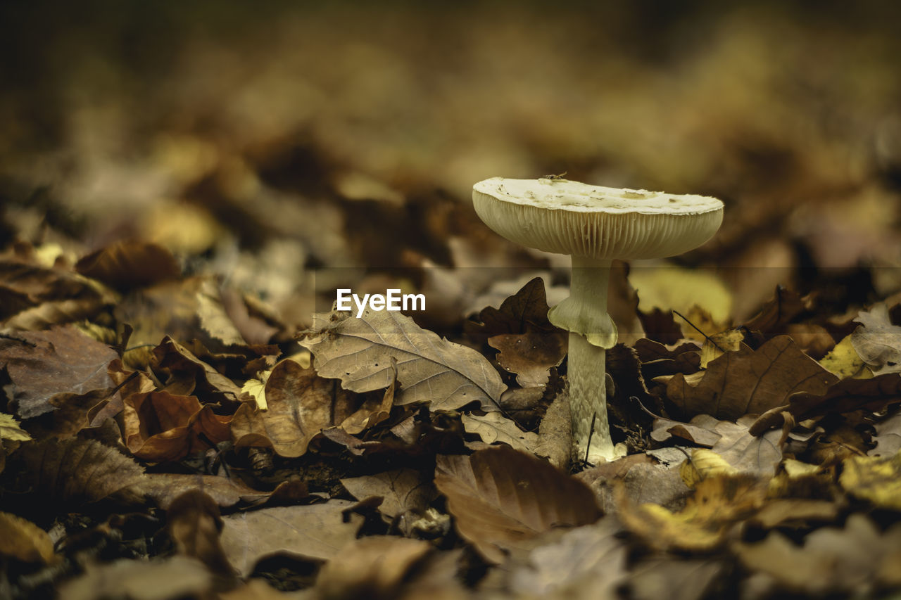 Close-up of mushroom on dry leaves