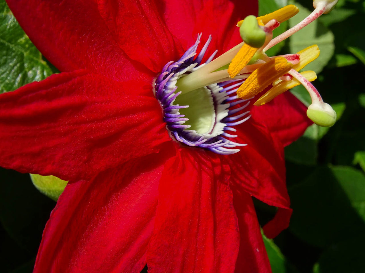 Macro shot of red flower