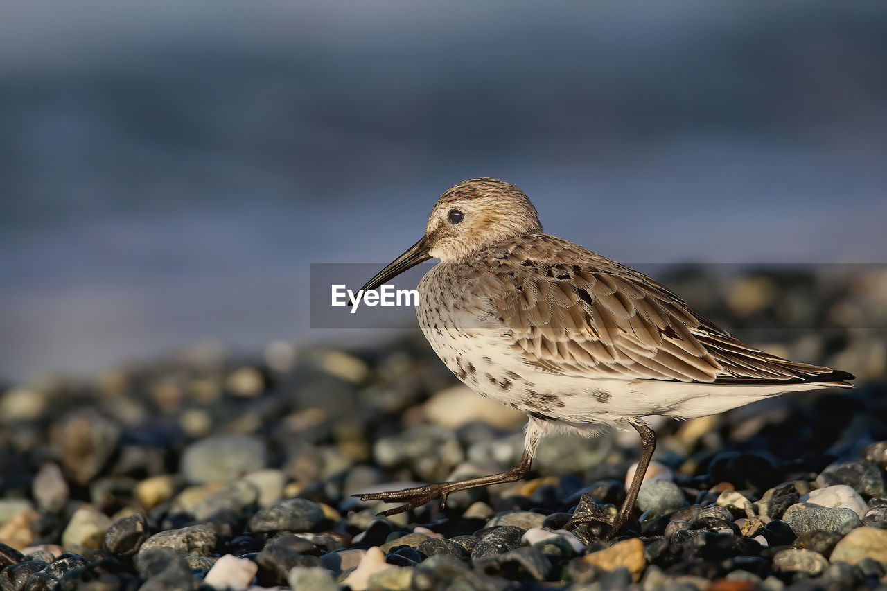 animal themes, animal, animal wildlife, bird, sandpiper, wildlife, one animal, close-up, calidrid, nature, beak, rock, full length, side view, stone, lark, red-backed sandpiper, no people, focus on foreground, day, outdoors, selective focus, water, perching, surface level, land, pebble, redshank