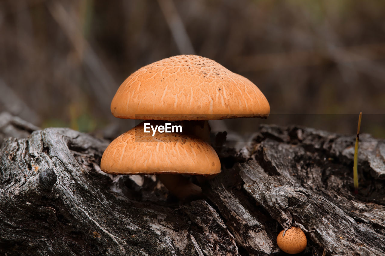 Mushroom against background