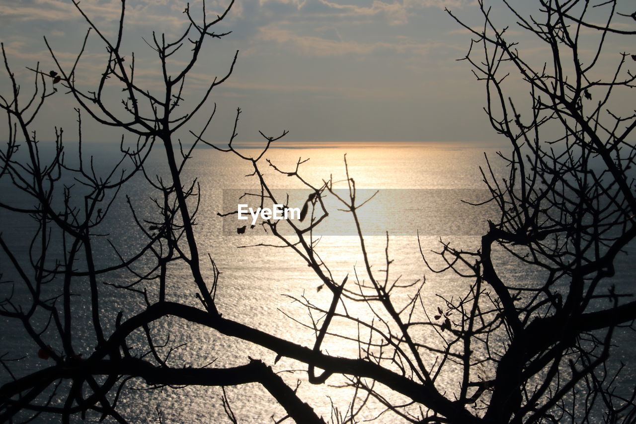 BARE TREE AGAINST SEA AT SUNSET