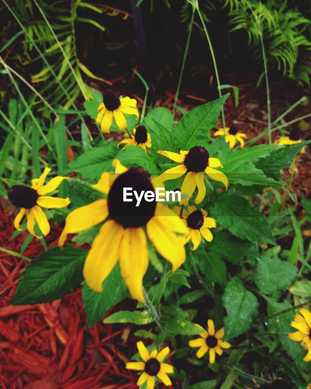 HIGH ANGLE VIEW OF YELLOW FLOWERING PLANT ON LAND