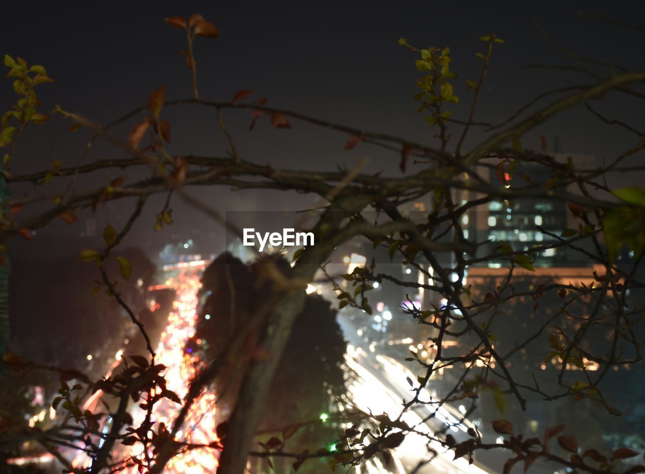 LOW ANGLE VIEW OF TREE AGAINST SKY AT NIGHT