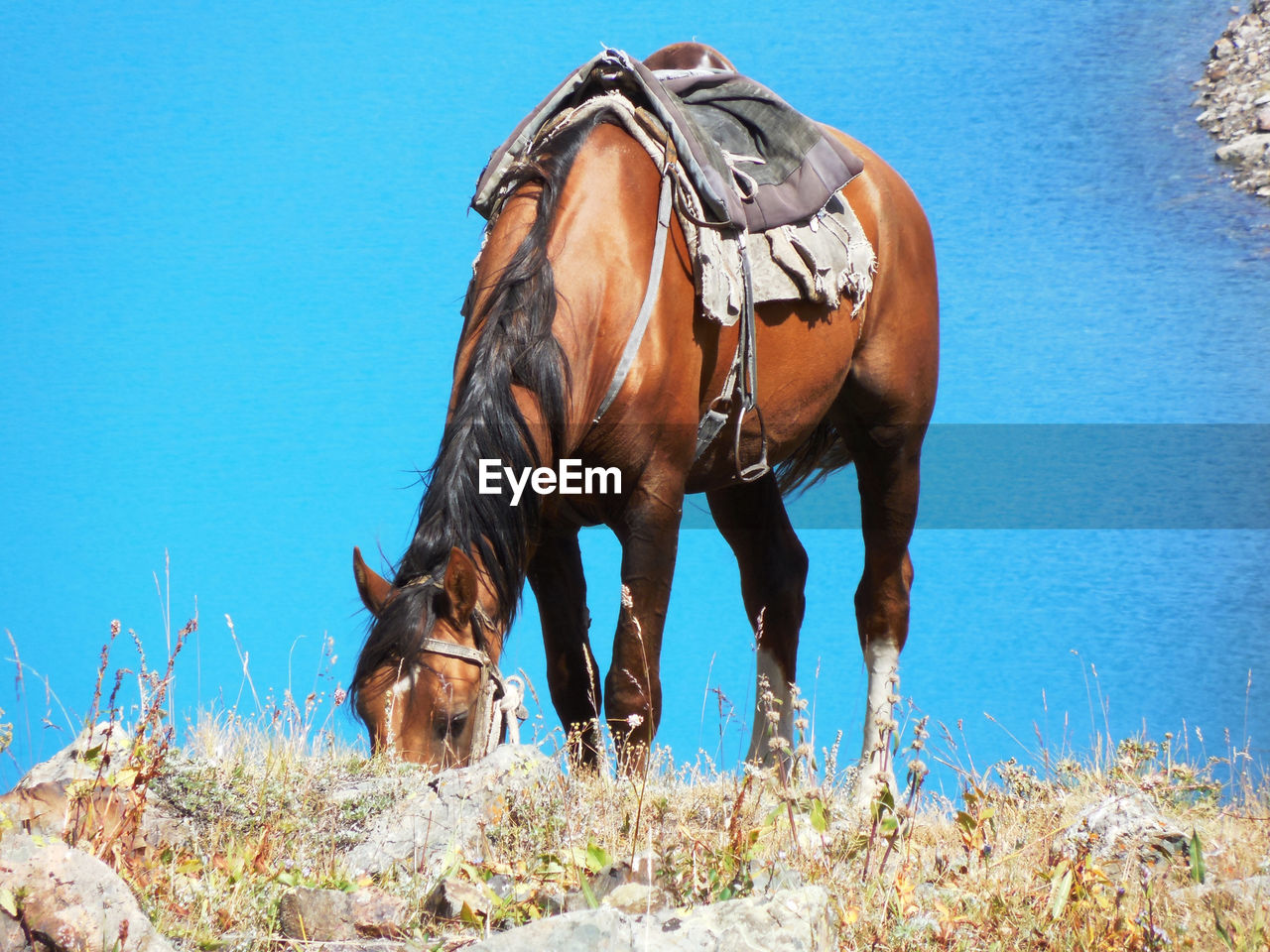 Grazing horse in front of a azure mountain lake . grasendes pferd vor einem azurblauen bergsee 