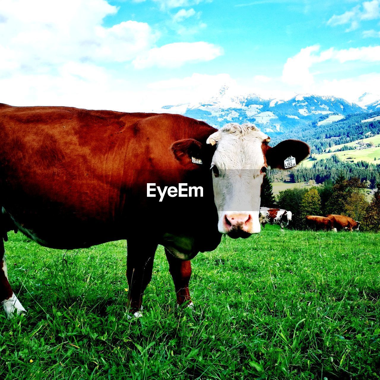 PORTRAIT OF COW STANDING ON FIELD