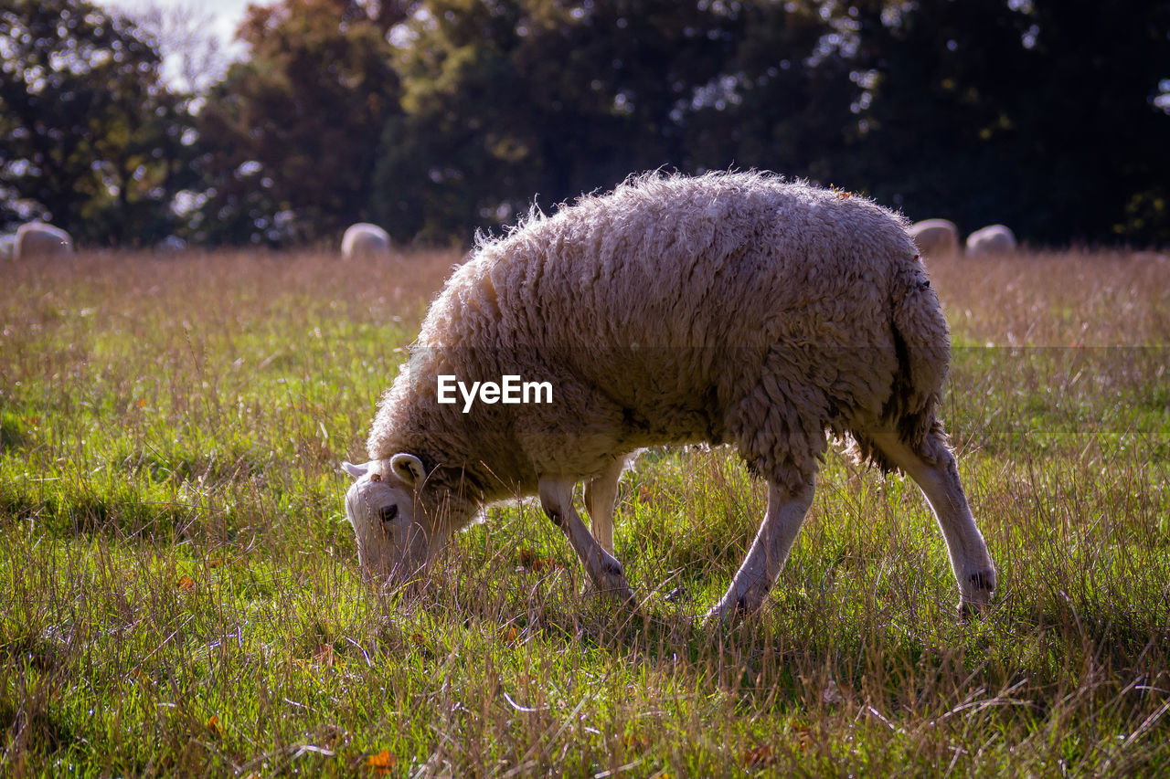 Side view of sheep grazing on grassy field