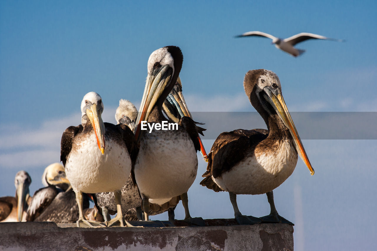 Pelicans perching against sky