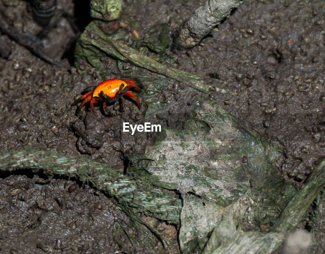 CLOSE-UP OF INSECT ON ROCKS