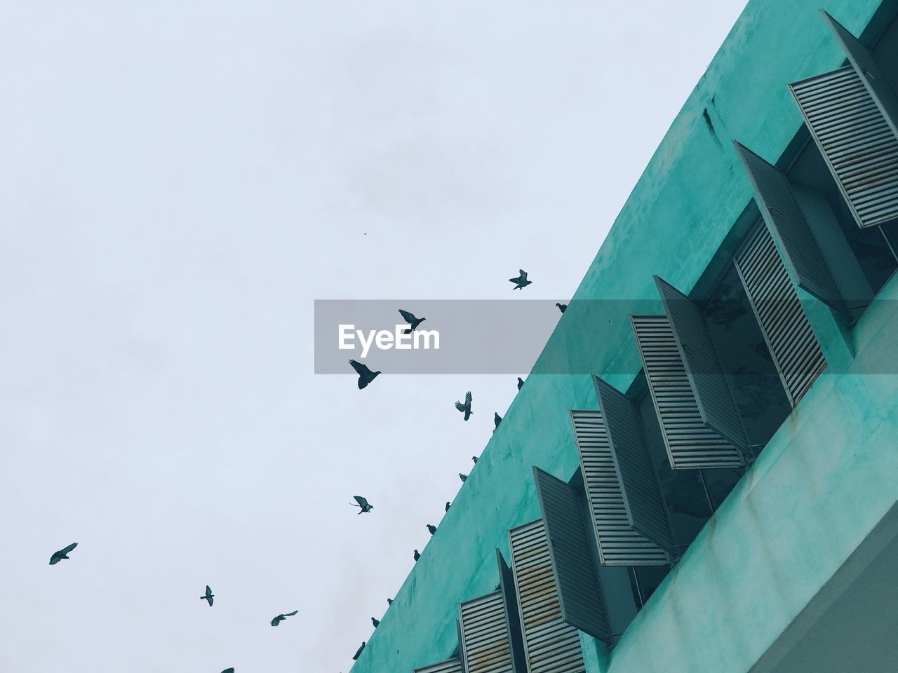 Low angle view of birds flying in city