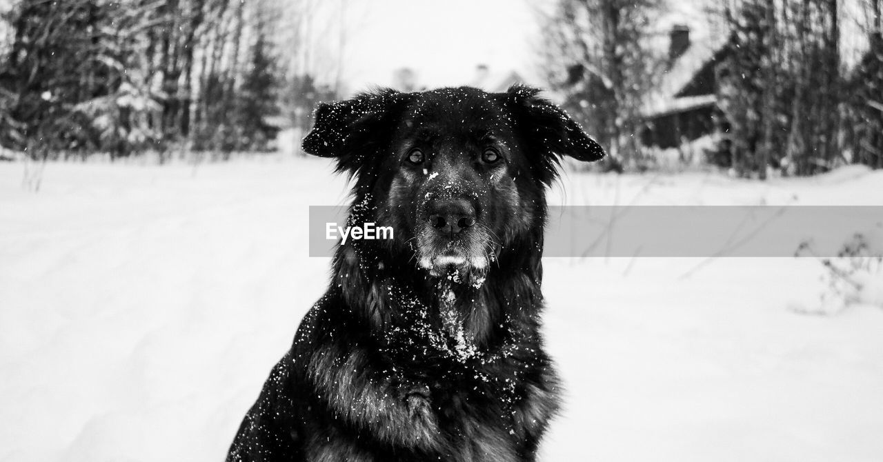 Portrait of dog sitting on field during snowfall