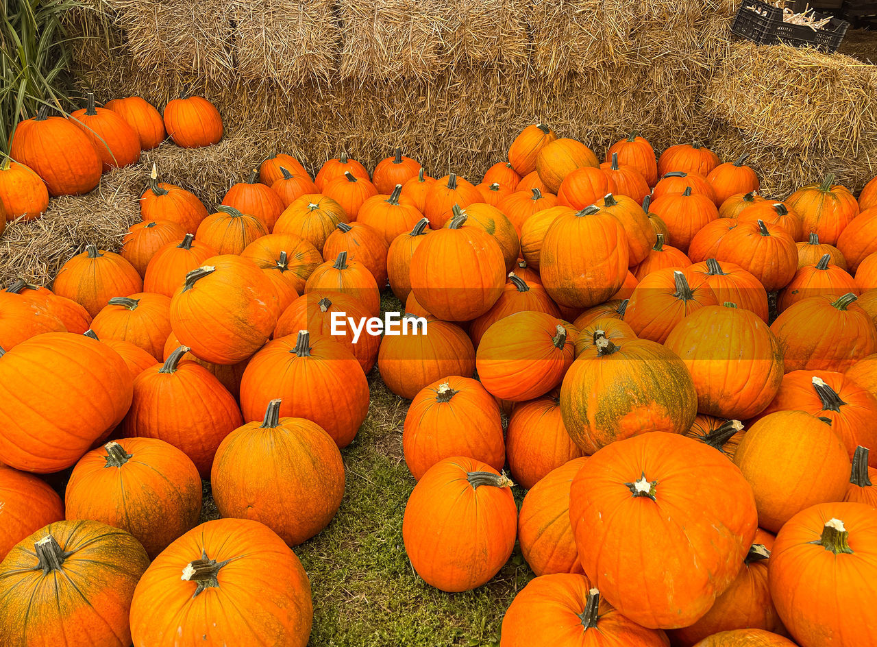 HIGH ANGLE VIEW OF ORANGE PUMPKINS ON FIELD