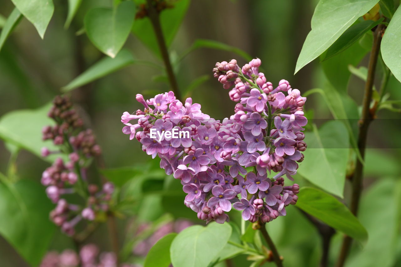 CLOSE-UP OF PURPLE FLOWERING PLANTS