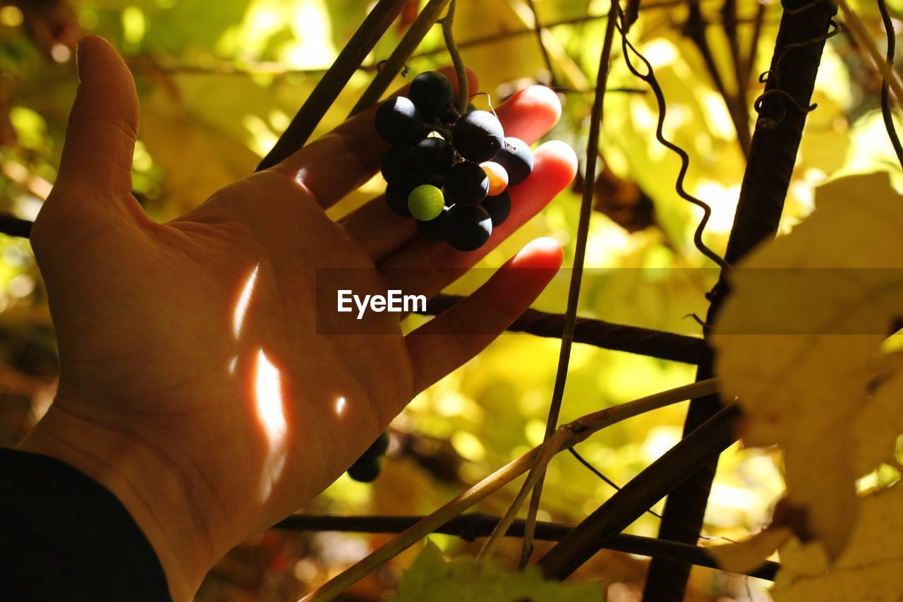 CLOSE-UP OF PERSON HAND HOLDING FRUITS