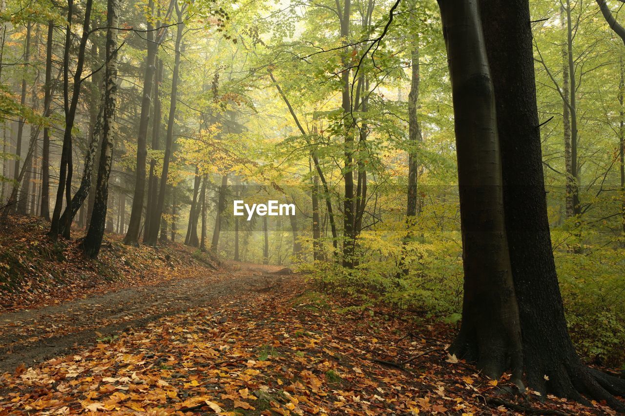 TREES GROWING IN FOREST