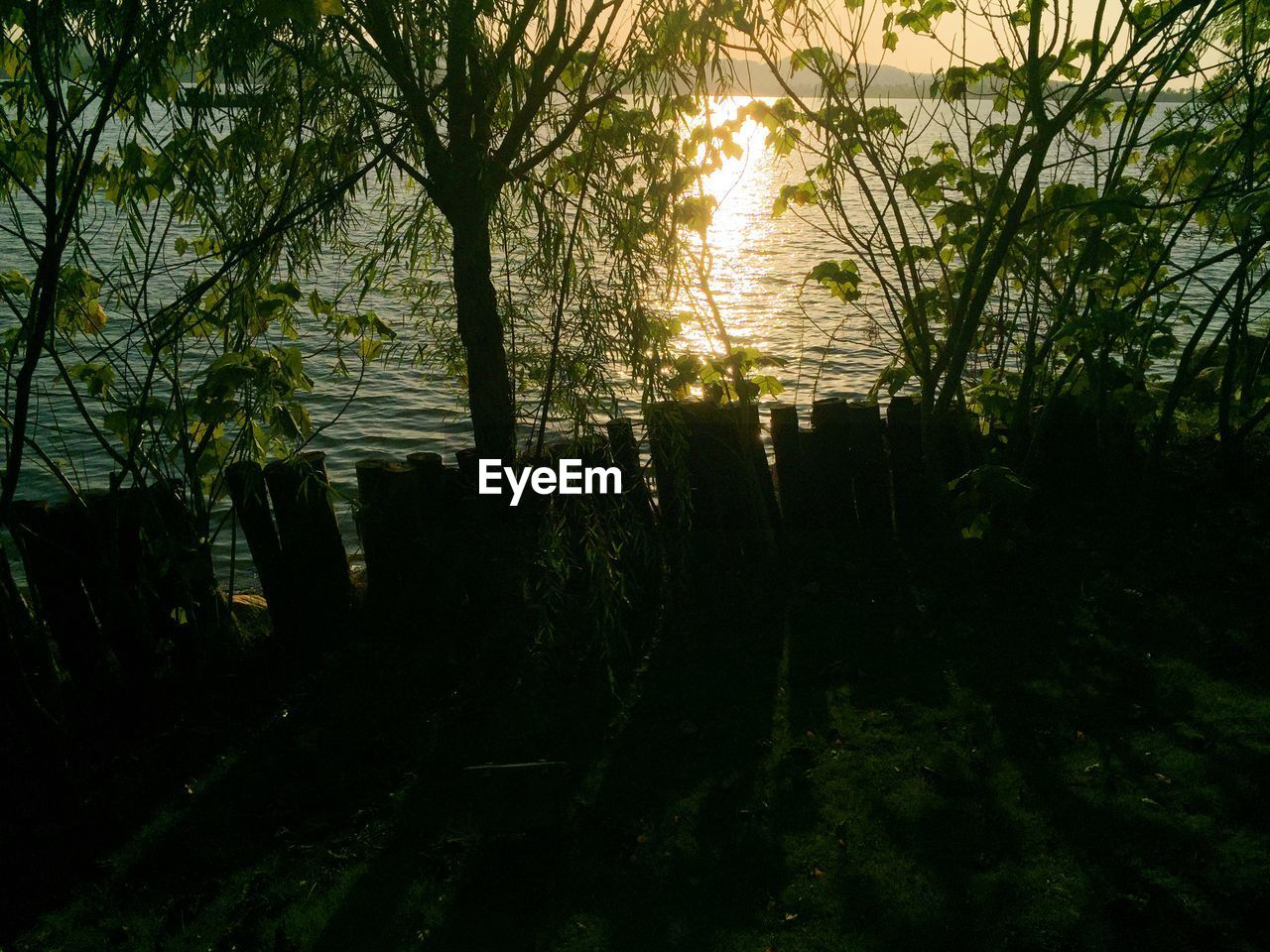 SUN SHINING THROUGH TREES AT SUNSET