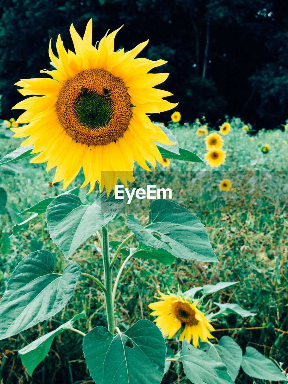 Close-up of sunflower