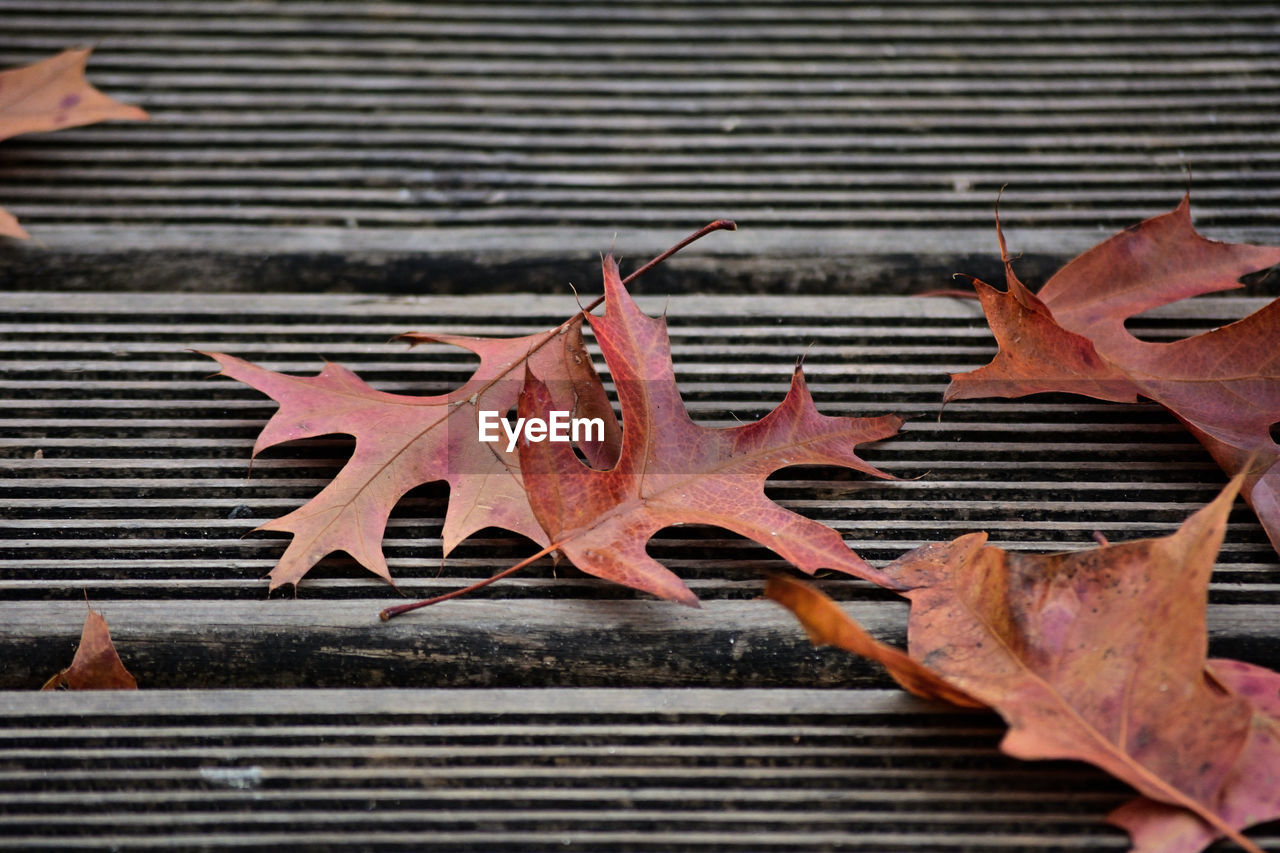 leaf, plant part, autumn, red, maple, no people, maple leaf, leaves, wood, nature, day, dry, iron, close-up, high angle view, metal, tree, outdoors, pattern, plant, brown, falling