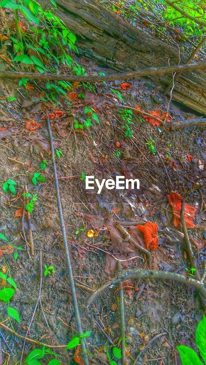 PLANTS GROWING ON LANDSCAPE