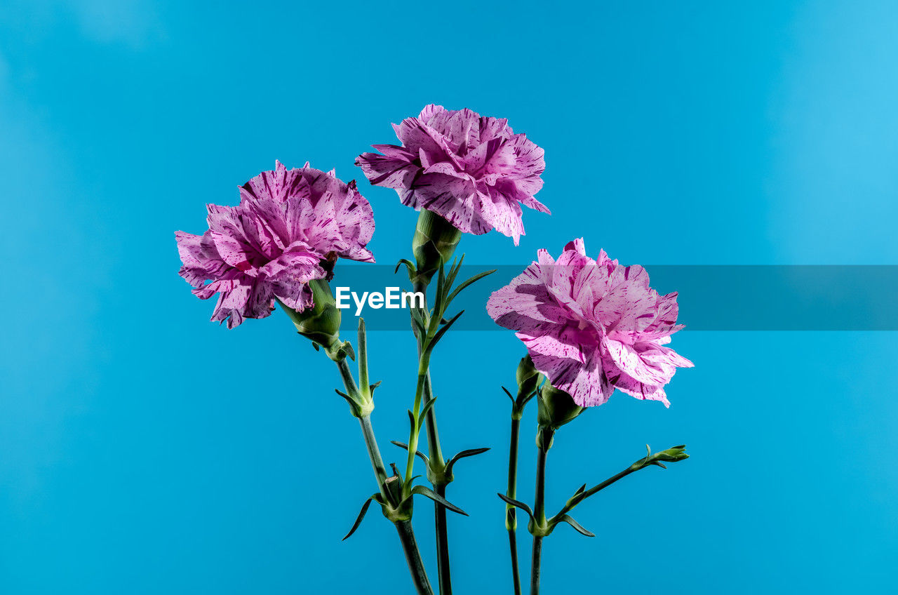 Beautiful blooming pink carnations flowers isolated on a blue background. flower head close-up.