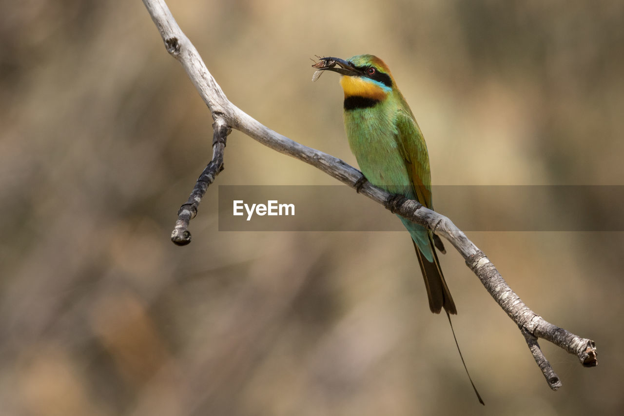 Rainbow bee-eater with insect perching on twig