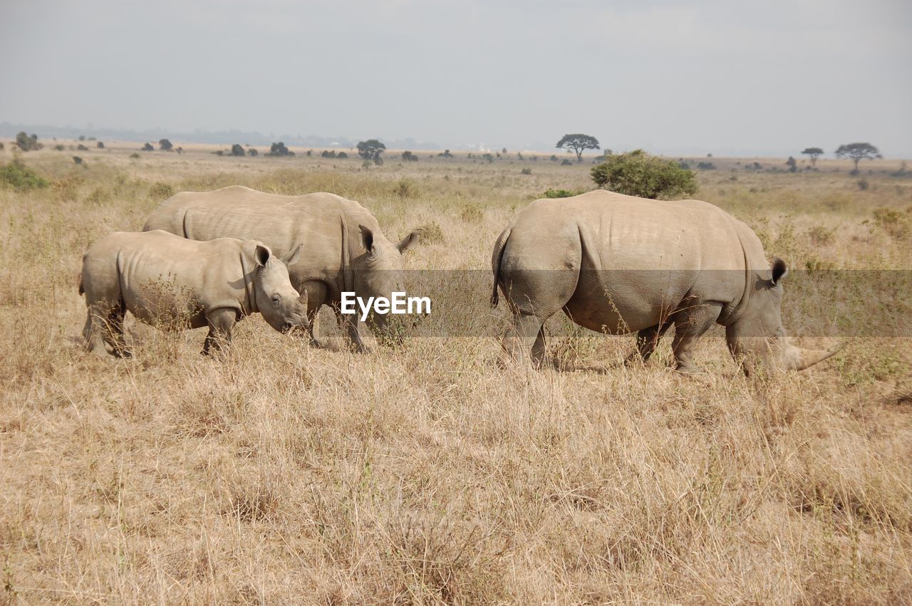 Rhinoceros on grassy field against cloudy sky