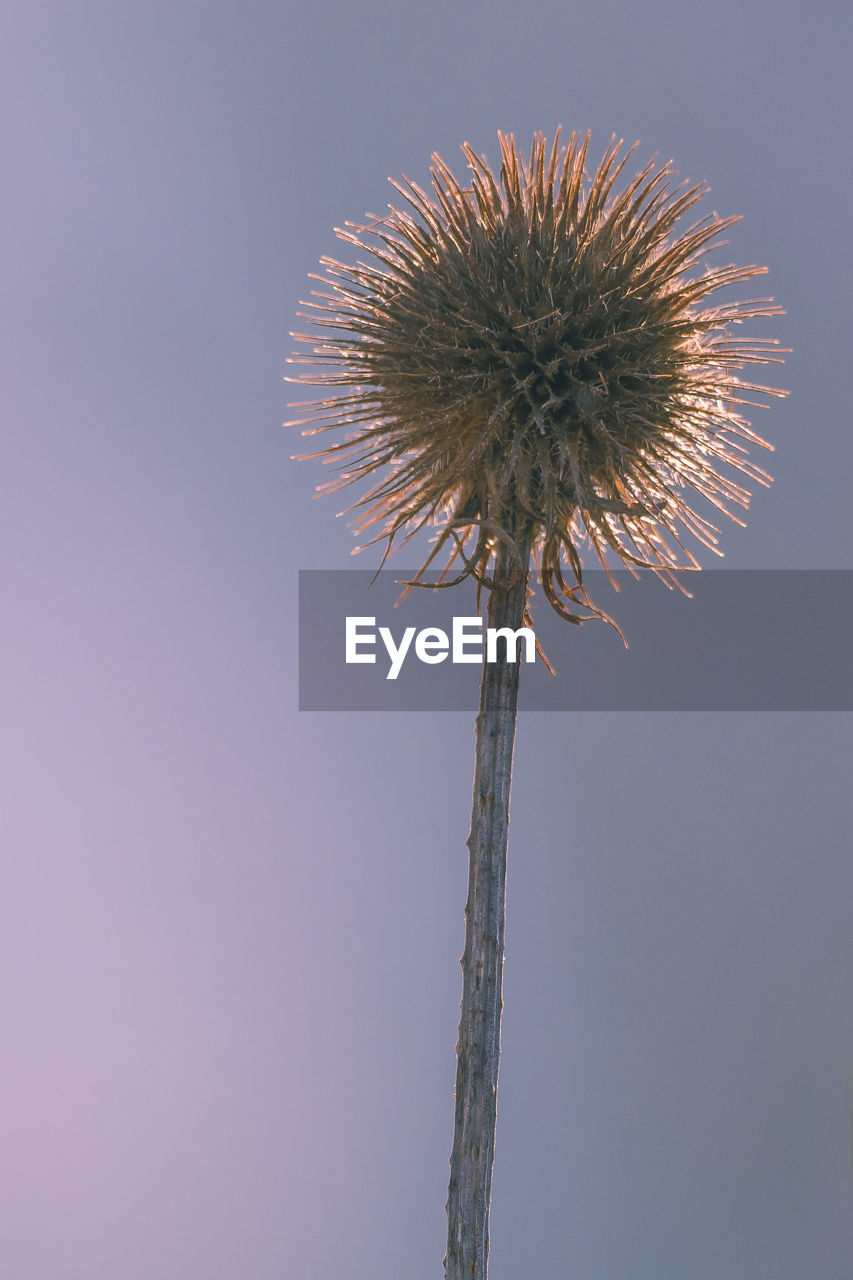 Low angle view of dandelion against sky