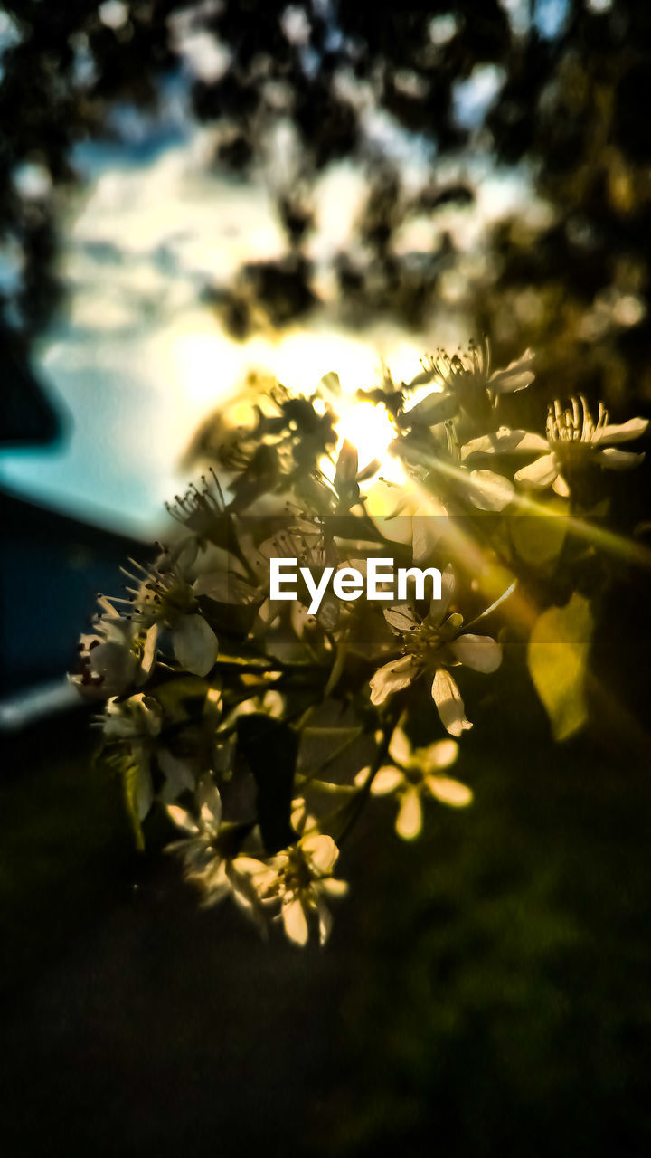 CLOSE-UP OF FRESH FLOWER TREE IN SUNLIGHT