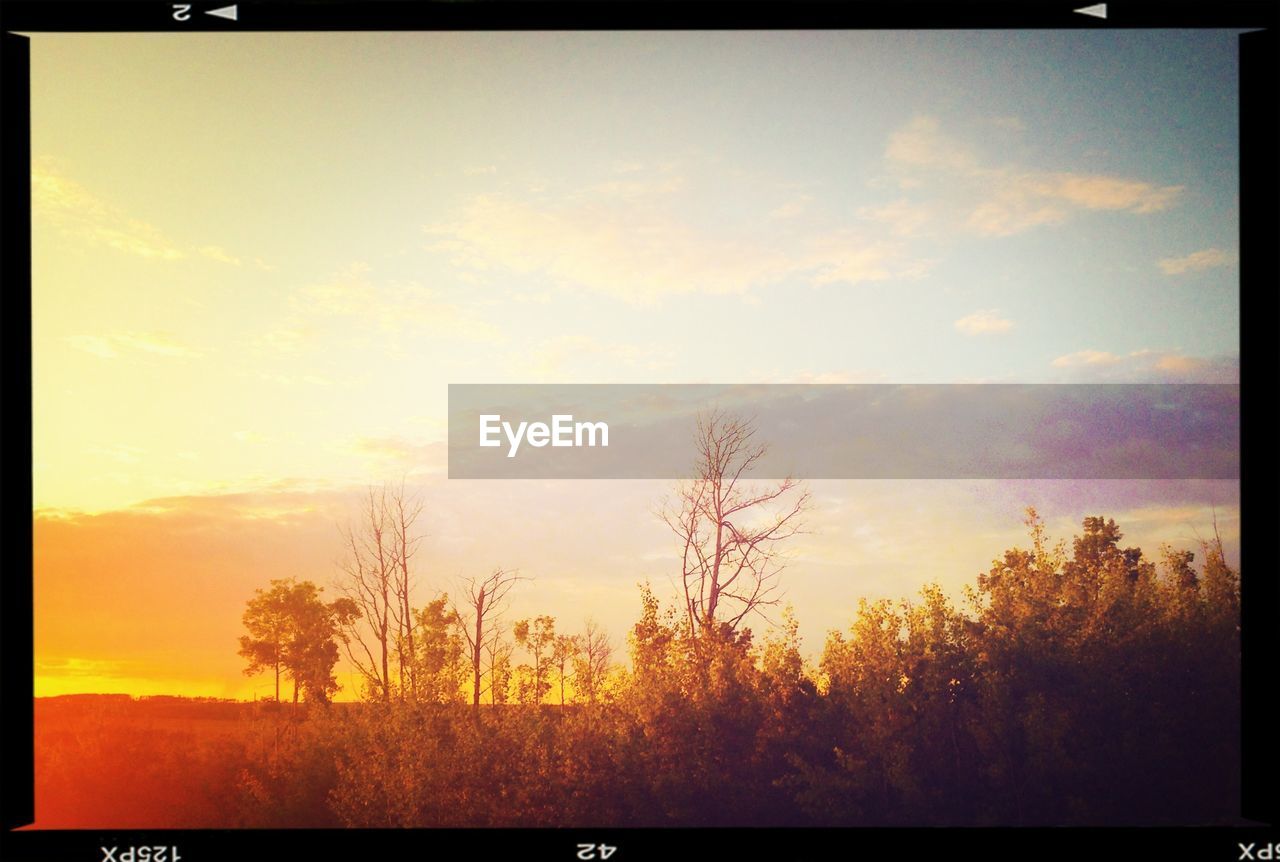 Scenic view of trees against sky during sunset