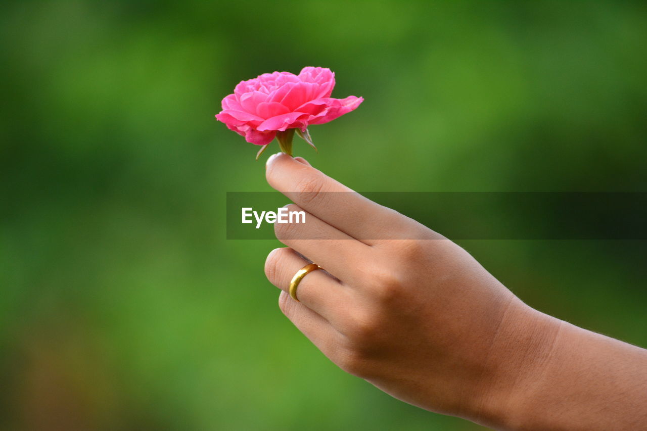 Close-up of hand holding pink flower