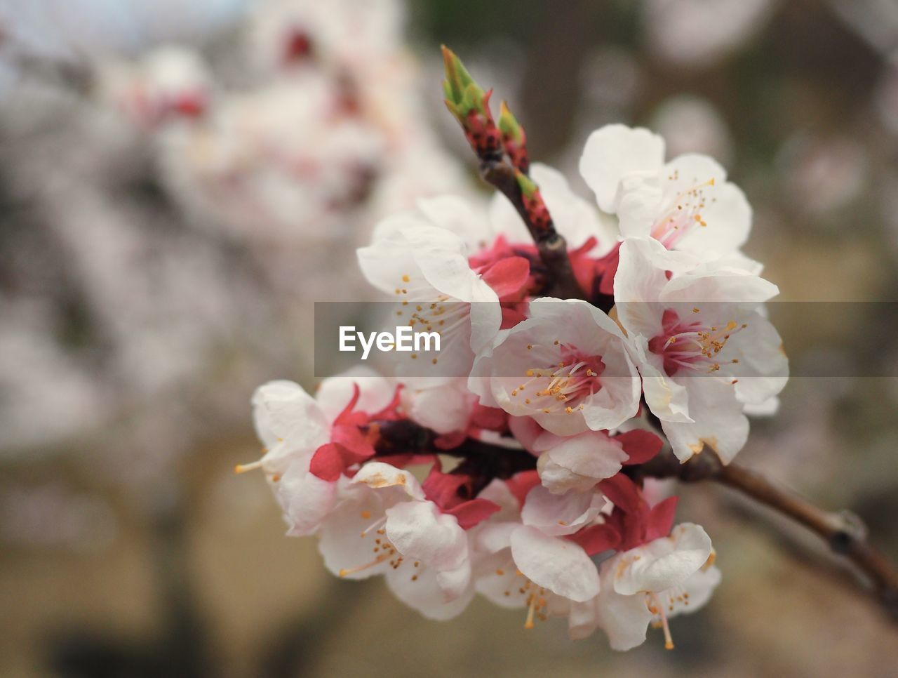 Close-up of white flowers