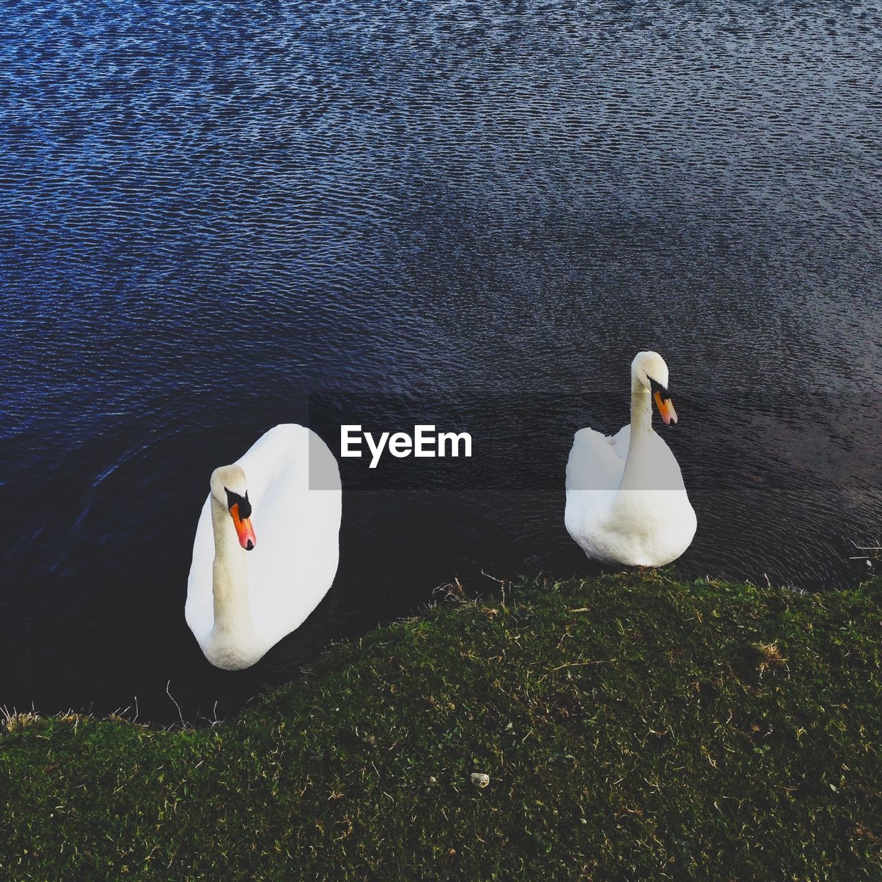 High angle view of two swans in calm water