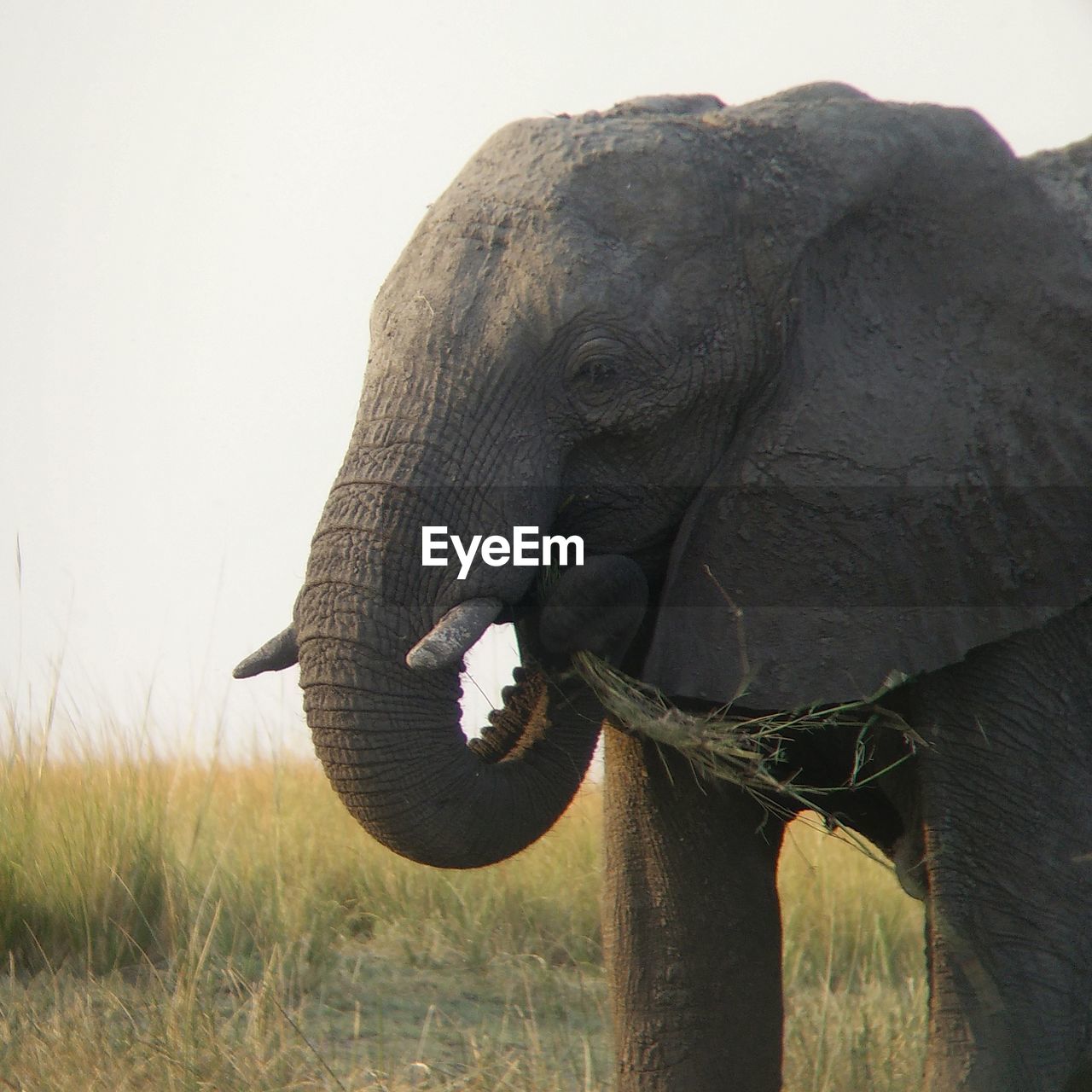 Elephant eating grass on field