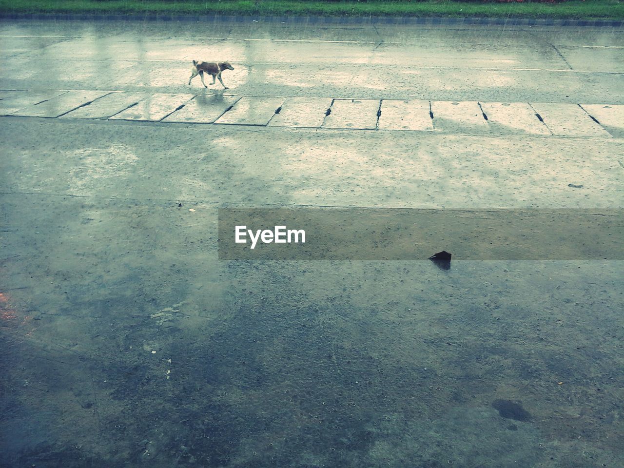 Dog running on street during rainy season