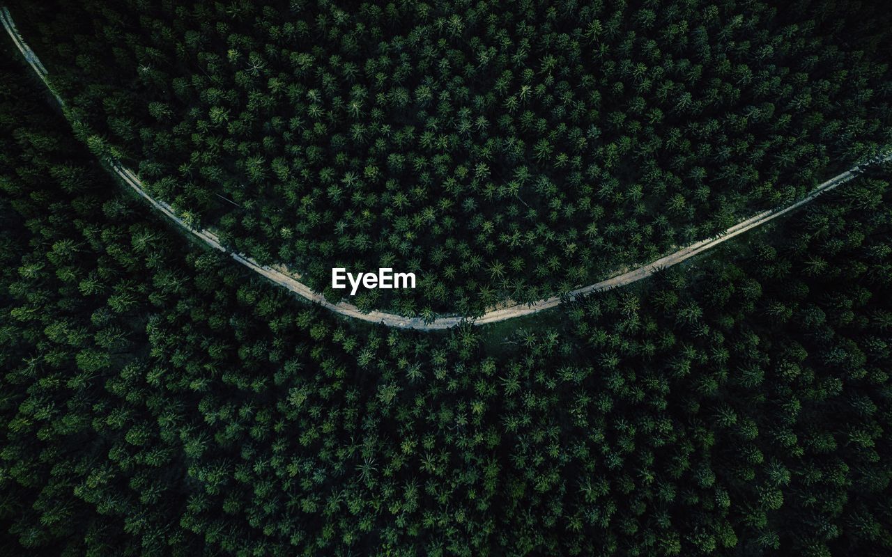 Aerial view of trees growing in forest
