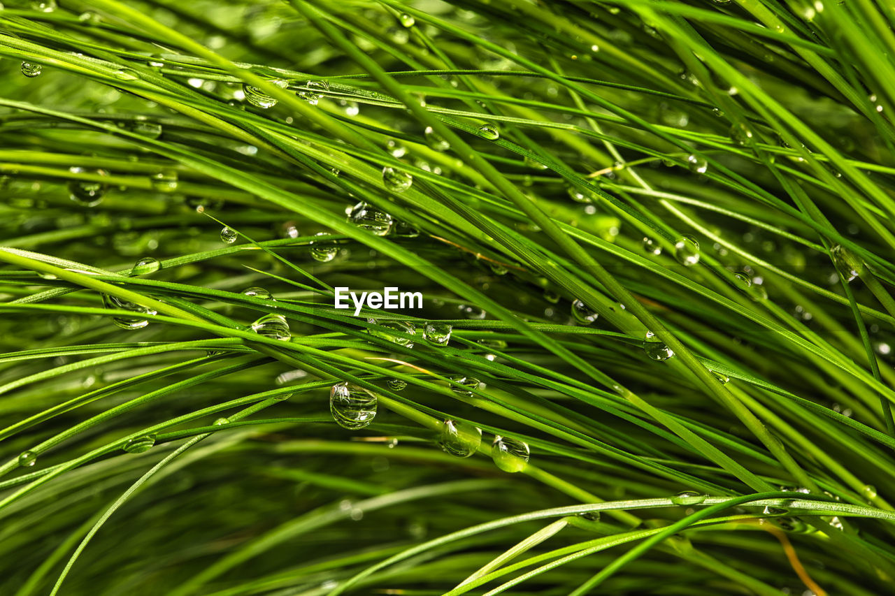 CLOSE-UP OF RAINDROPS ON LEAF