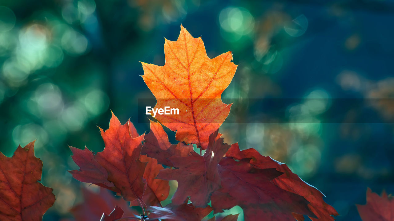 CLOSE-UP OF ORANGE MAPLE LEAVES