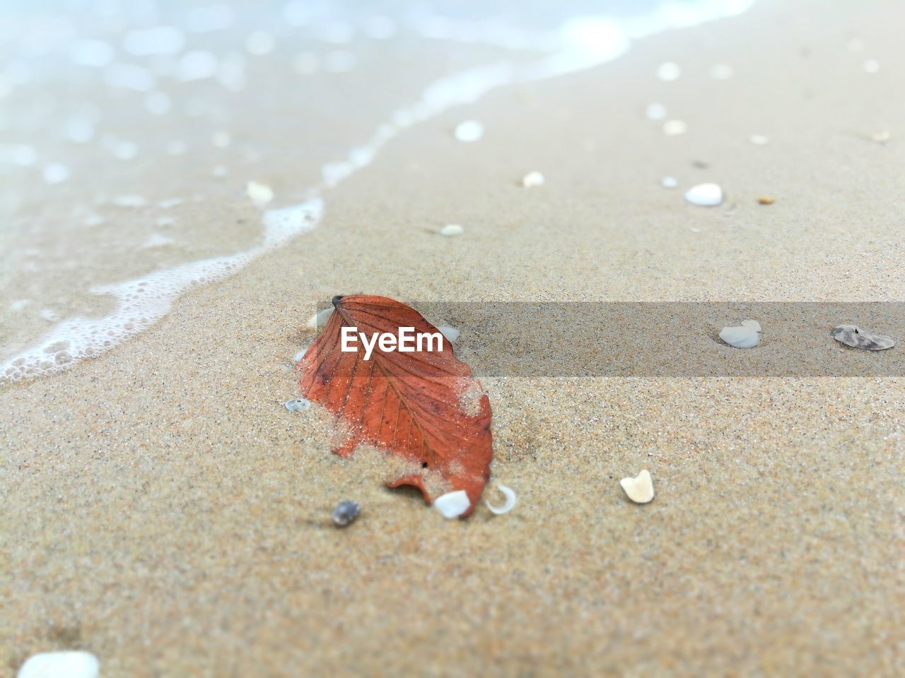 HIGH ANGLE VIEW OF SHELLS ON SAND