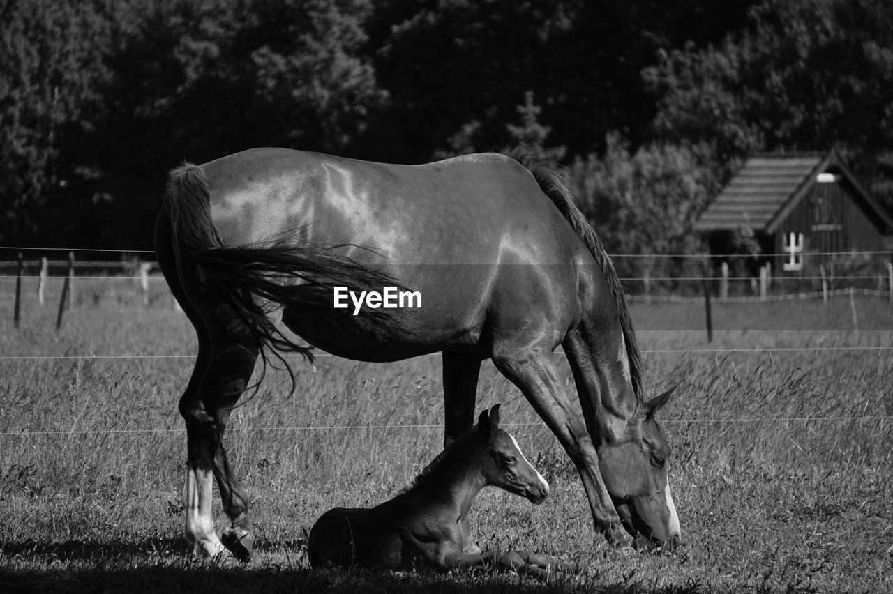 HORSE STANDING IN RANCH