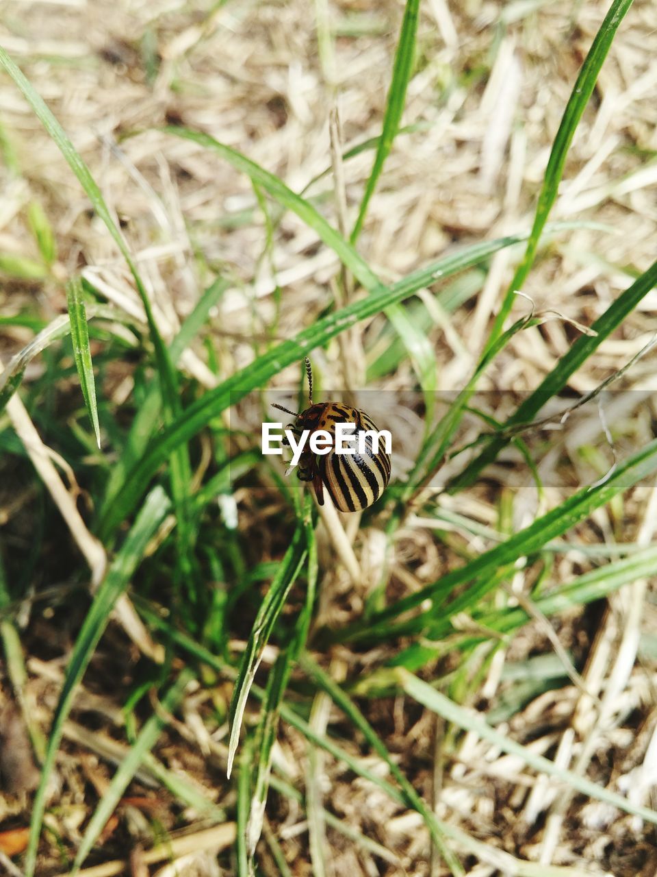 Close-up of colorado potato beetle on grass