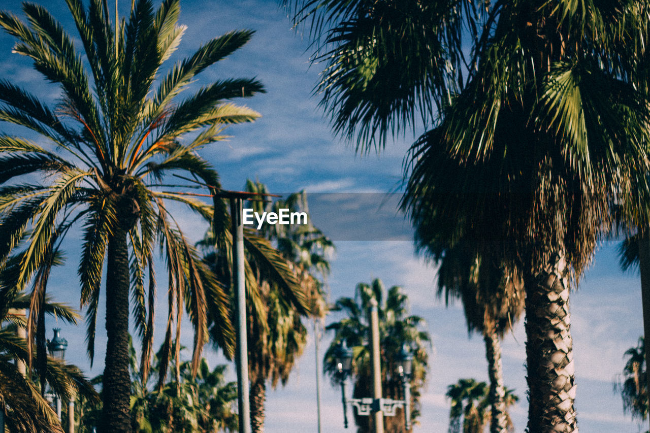 COCONUT PALM TREES AGAINST SKY