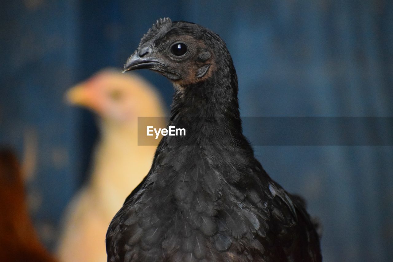 Close-up of a bird looking away