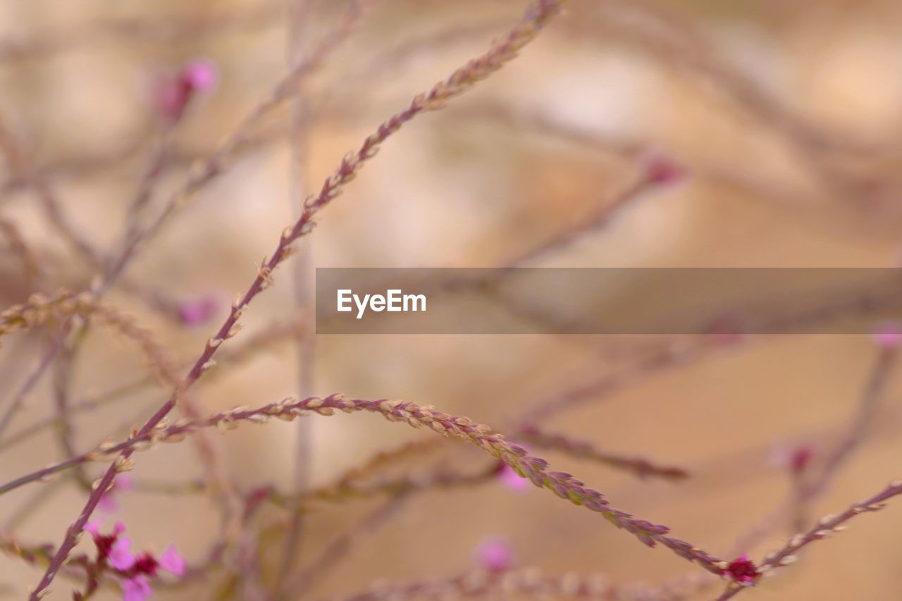 branch, plant, pink, flower, petal, close-up, leaf, nature, macro photography, no people, beauty in nature, twig, blossom, flowering plant, growth, selective focus, freshness, outdoors, backgrounds, pastel colored, focus on foreground, plant stem, food, frost, fragility, food and drink, tree, springtime