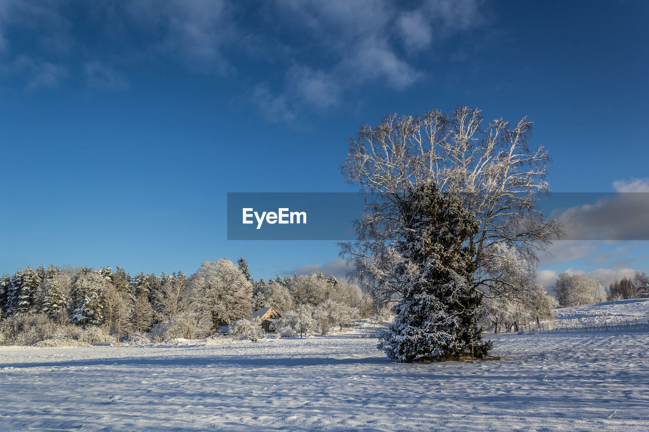 Trees on snow covered landscape against blue sky