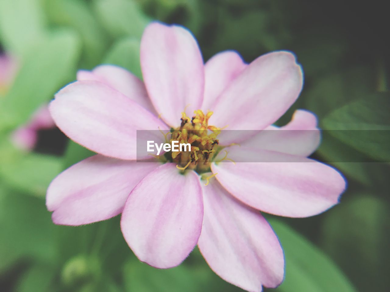 CLOSE-UP OF PINK FLOWER BLOOMING OUTDOORS