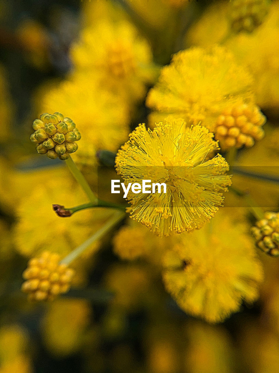 CLOSE-UP OF YELLOW FLOWER PLANT