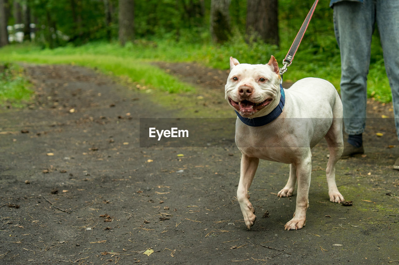 A kind white american pit bull terrier