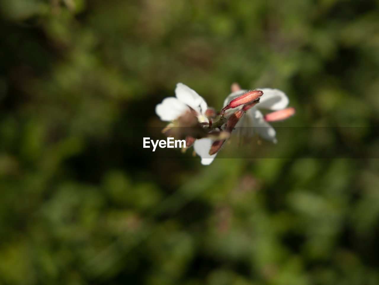 CLOSE-UP OF WHITE FLOWER