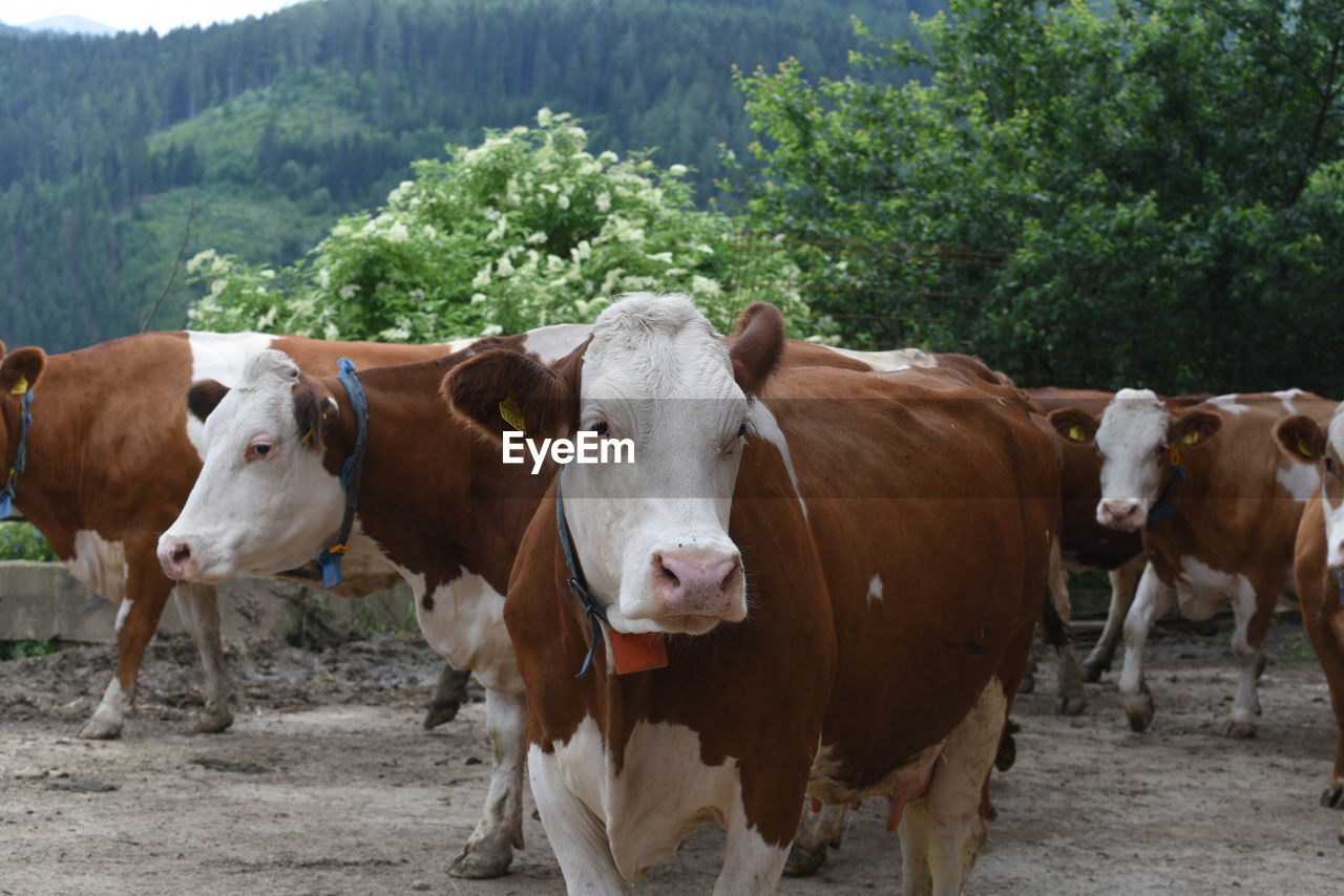 Cows leaving the cowshed in an alpine landscape in summer