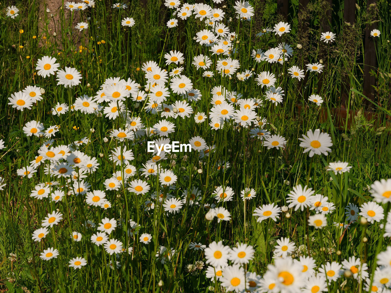 CLOSE-UP OF DAISIES ON FIELD